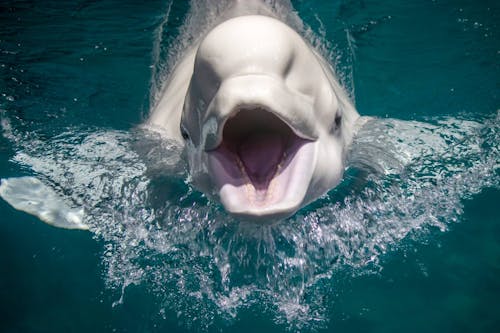 Beluga whale (Delphinapterus leucas)